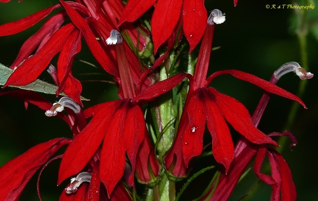 {Lobelia cardinalis<}